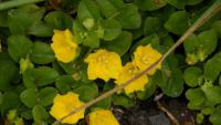 Vrbina penízková (Lysimachia nummularia)