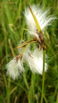 Suchopýr širolistý (Eriophorum latifolium)