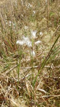 Suchopýr širolistý (Eriophorum latifolium)