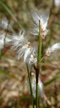 Suchopýr širolistý (Eriophorum latifolium)