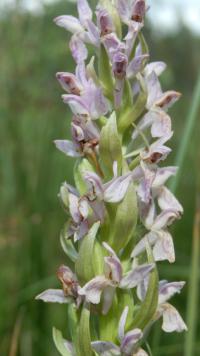 Prstnatec pleťový (Dactylorhiza incarnata)
