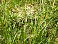 Ostřice lesní (Carex sylvatica)