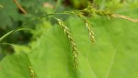 Ostřice lesní (Carex sylvatica)