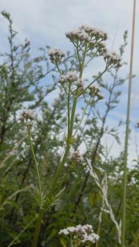 Kozlík lékařský (Valeriana officinalis)