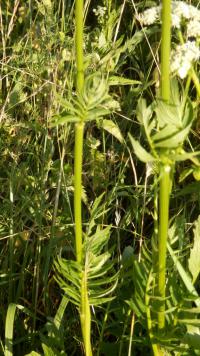 Kozlík lékařský (Valeriana officinalis)