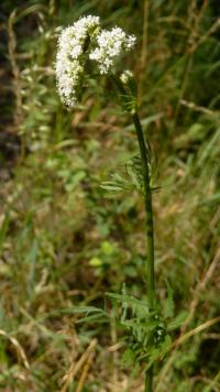 Kozlík lékařský (Valeriana officinalis)