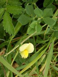 Ledenec přímořský (Lotus maritimus)