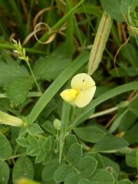 Ledenec přímořský (Lotus maritimus)