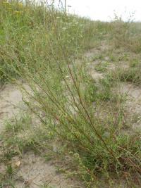 Pelyněk ladní (Artemisia campestris)