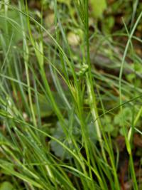 Sítina žabí (Juncus bufonius)