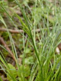 Sítina žabí (Juncus bufonius)