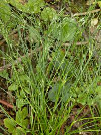 Sítina žabí (Juncus bufonius)