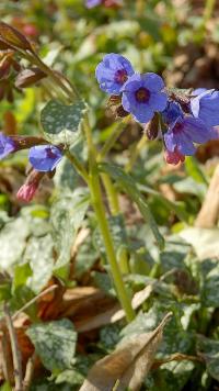 Plicník lékařský (Pulmonaria officinalis)