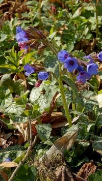 Plicník lékařský (Pulmonaria officinalis)
