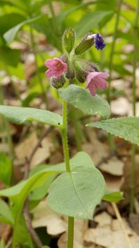 Plicník lékařský (Pulmonaria officinalis)