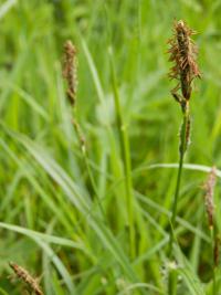 Ostřice oddálená (Carex distans)
