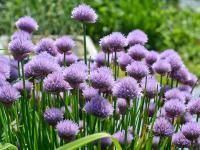 Pažitka pobřežní (Allium schoenoprasum)