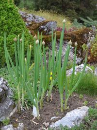 Cibule zimní (Allium fistulosum)