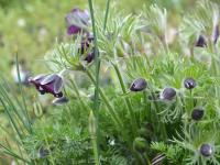 Koniklec červený (Pulsatilla rubra)