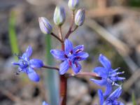 Ladoňka vídeňská (Scilla vindobonensis)