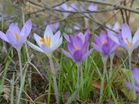 Šafrán Tommasiniho (Crocus tommasinianus)