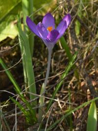 Šafrán Tommasiniho (Crocus tommasinianus)