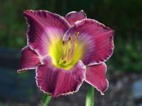 Denivka (Hemerocallis)