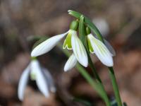 Sněženka podsněžník (Galanthus nivalis)