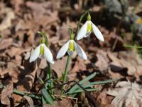 Sněženka podsněžník (Galanthus nivalis)