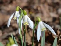 Sněženka podsněžník (Galanthus nivalis)