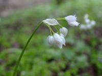 Česnek podivný (Allium paradoxum)