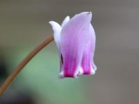 Brambořík břečťanolistý (Cyclamen hederifolium)