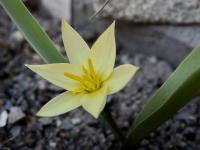 Tulipán - bledě žlutý květ (Tulipa dasystemon)