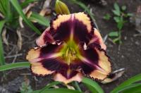 Denivka 'Gertrude Stein' (Hemerocallis)
