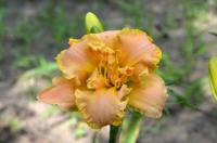 Denivka 'Merely Mystical' (Hemerocallis)