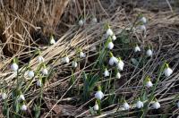 Sněženka (Galanthus alpinus var bortkewitschianus)