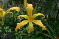 Denivka 'Spinnaker' (Hemerocallis)