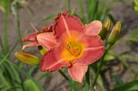 Denivka 'Stockholm Syndrome' (Hemerocallis)