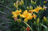 Denivka 'Supergailene' (Hemerocallis)