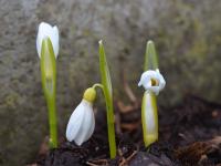Sněženka (Galanthus lagodechianus)