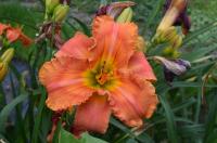 Denivka 'Tropical Fruit Fight' (Hemerocallis)