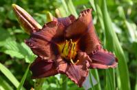 Denivka 'Tumsais Rokenrols' (Hemerocallis)
