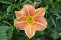 Denivka 'Veins of Truth' (Hemerocallis)