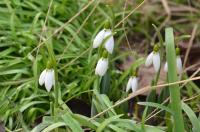 Sněženka Elwesova (Galanthus elwesii)