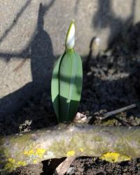 Sněženka Elwesova (Galanthus elwesii)