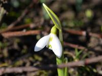 Sněženka Elwesova (Galanthus elwesii)