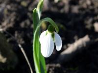 Sněženka Elwesova (Galanthus elwesii)