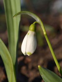 Sněženka Elwesova (Galanthus elwesii)
