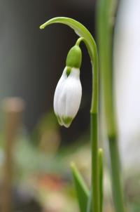 Sněženka Elwesova (Galanthus elwesii)