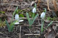Sněženka Elwesova (Galanthus elwesii)